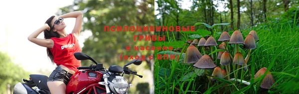 прущие грибы Магас
